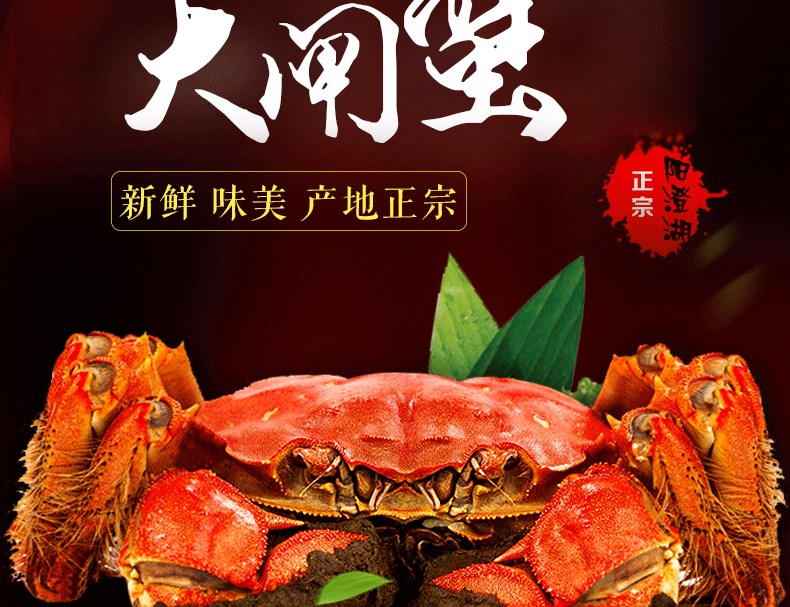 肥王大閘蟹 陽(yáng)澄湖大閘蟹公蟹6.0兩 母蟹4.0兩 4對(duì)8只裝包郵(圖5)