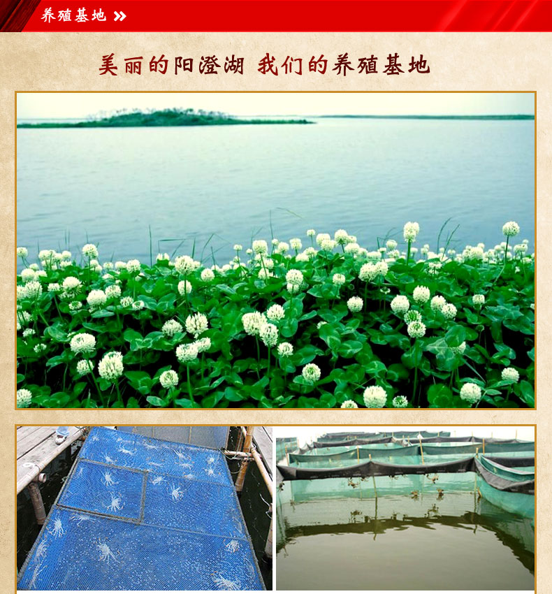 肥王大閘蟹 陽(yáng)澄湖大閘蟹公蟹6.0兩 母蟹4.0兩 4對(duì)8只裝包郵(圖1)