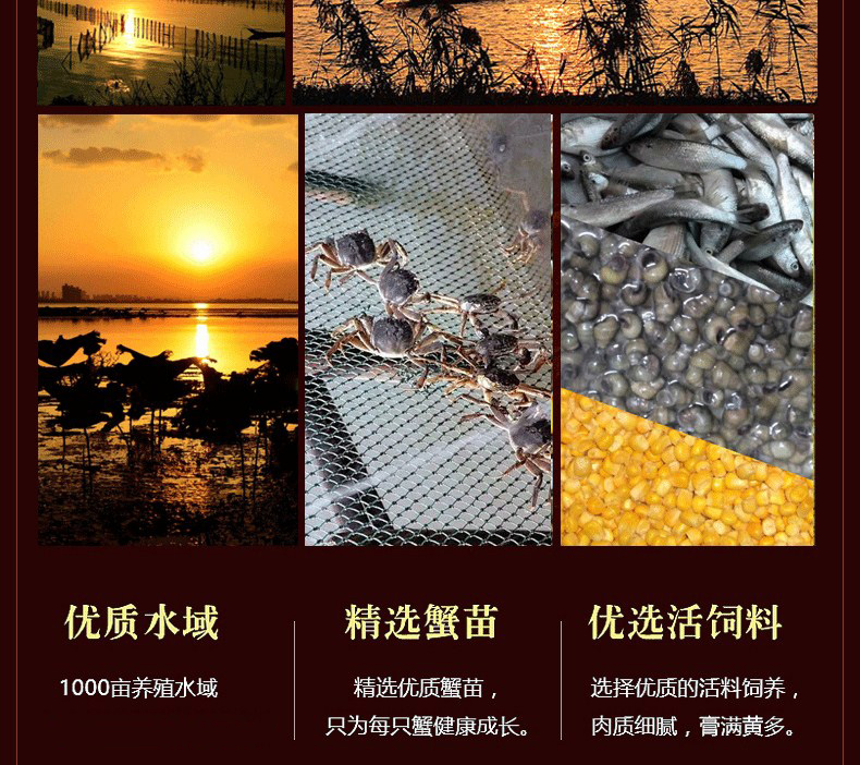 肥王大閘蟹 陽(yáng)澄湖大閘蟹公蟹6.0兩 母蟹4.0兩 4對(duì)8只裝包郵(圖14)