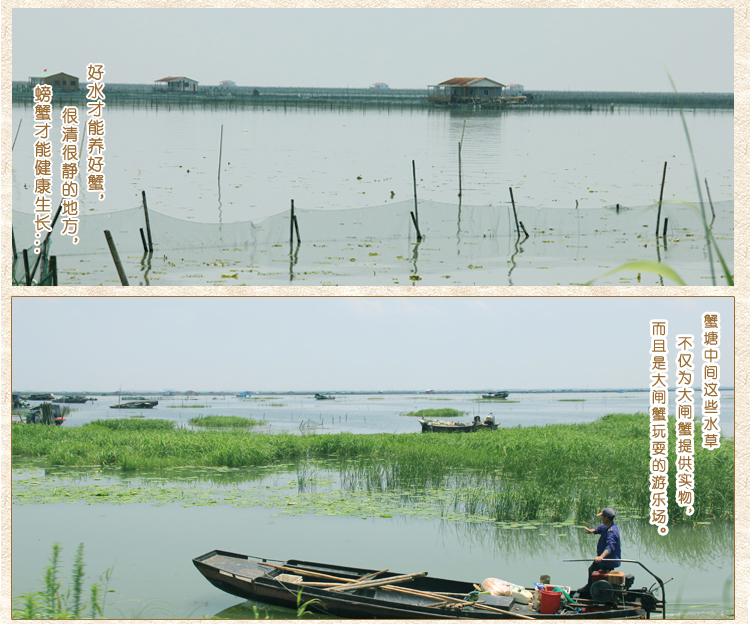 肥王大閘蟹 陽(yáng)澄湖大閘蟹公蟹6.0兩 母蟹4.0兩 4對(duì)8只裝包郵(圖3)
